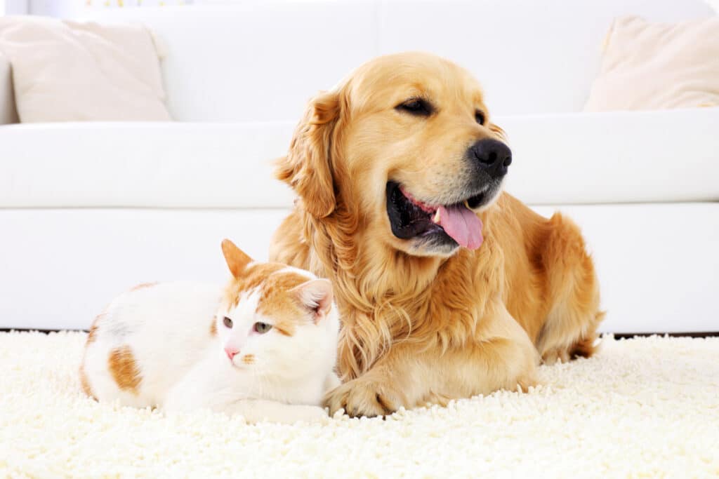 Cat and dog resting together on carpet